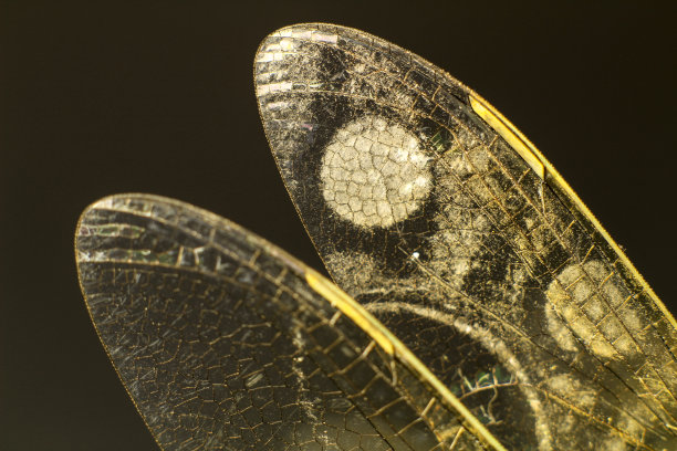 蜻蜓翅膀在黑色背景上的微距摄影图片下载