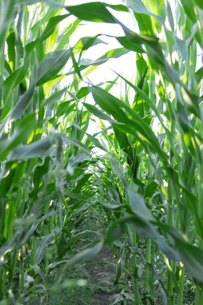 绿色的玉米农场的农业土地和完美的天空。地理位置欧洲乌克兰农业区。被开垦的土地。壁纸照片。简约的景观。美丽的地球。图片下载