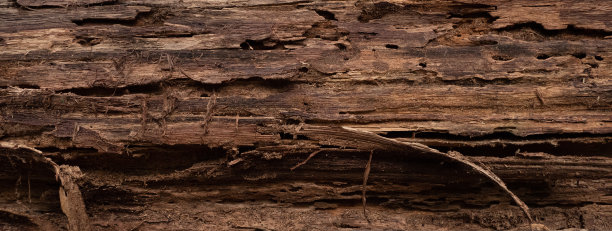 一棵没有树皮的老朽树的树干的特写照片木头的纹理清晰可见。背景概念和墙纸。图片下载