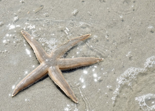 涟漪之水和海星图片下载