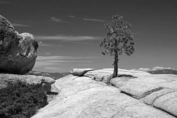 在美国加州中部约塞米蒂国家公园的塔夫点的年轻红杉的黑白照片图片下载