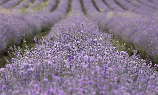 风景优美的法国普罗旺斯薰衣草田一字排开图片下载