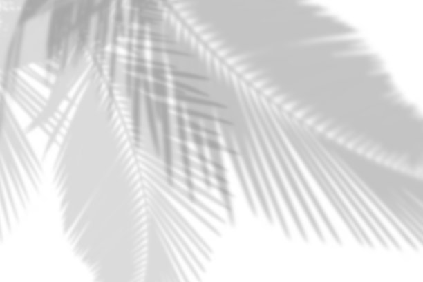 抽象灰色阴影背景的自然棕榈叶落在白色的混凝土墙。图片下载
