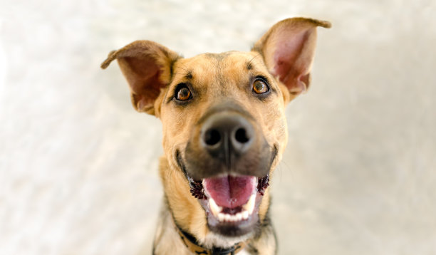 狗快乐有趣兴奋饥饿笑脸复制空间图片下载