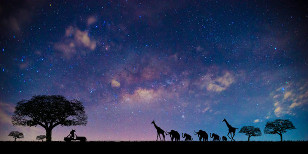 全景蓝色夜空银河和星星在黑暗的背景。在黑夜的映衬下树的轮廓。暗色的树在开阔的田野上，戏剧性的蓝天。Safari的主题。图片下载