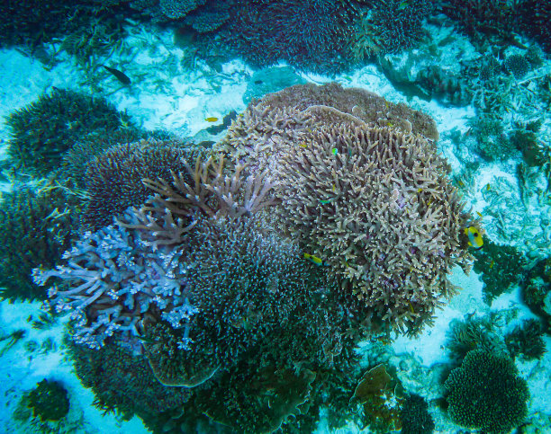 艾略特夫人岛的珊瑚图片下载