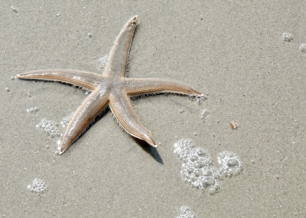 海滩上的海星和泡泡图片下载