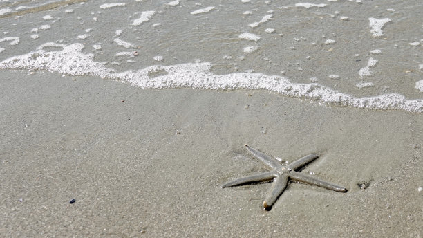 沙滩上的海星图片下载