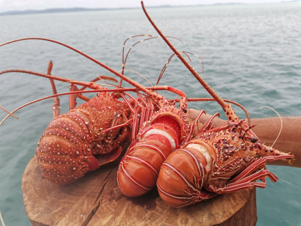 沙巴州巴兰班干岛，以海洋为背景的蒸汽和美味的龙虾特写。图片下载