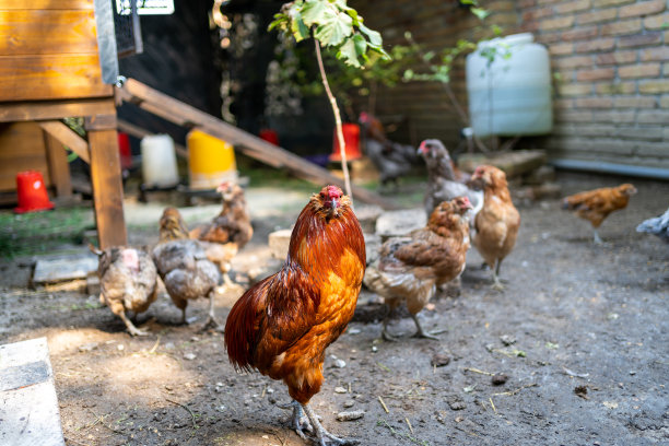 清晨在有机农场放养的鸡图片下载