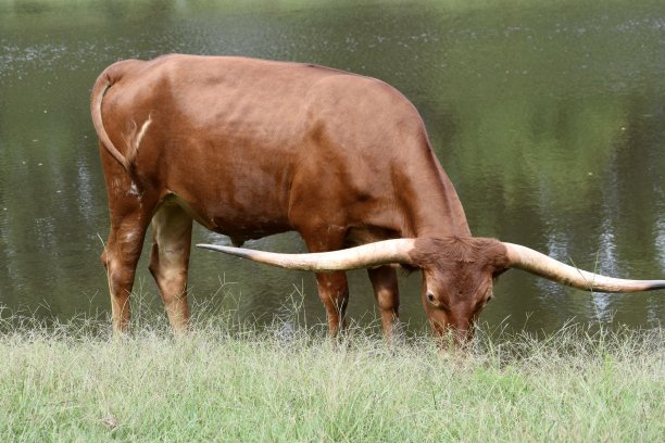 红色的长角牛图片下载
