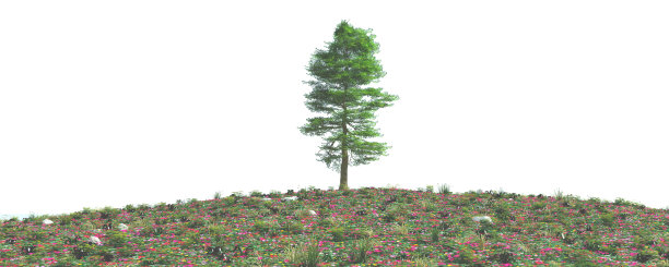 耳朵的小麦图片下载