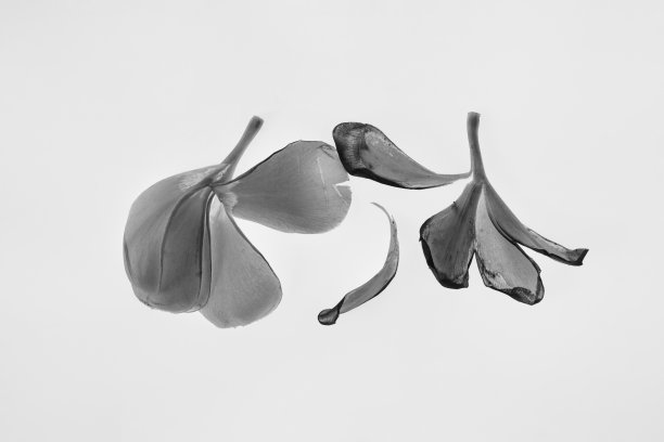 黑色和白色的花头孤立在白色背景。图片下载