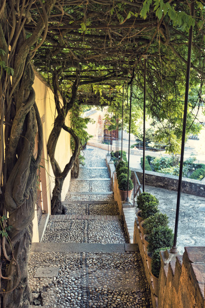 巨大的紫藤覆盖了人行道图片下载