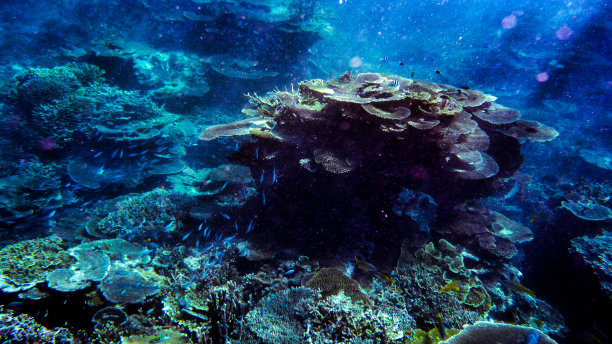 珊瑚岛图片下载