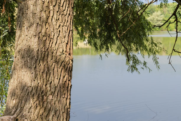 老柳树的树干映在水面上图片下载