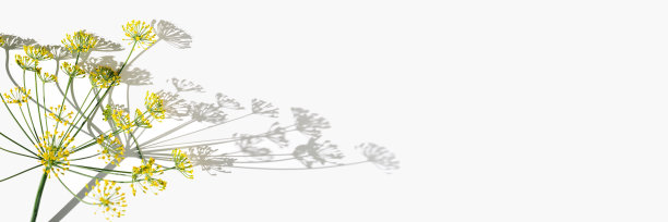 开花新鲜的小茴香，小茴香的天然花序在白色上分离。天然宽旗香料香草茴香。自然的花与空的空间，植物设计最小的背景图片下载