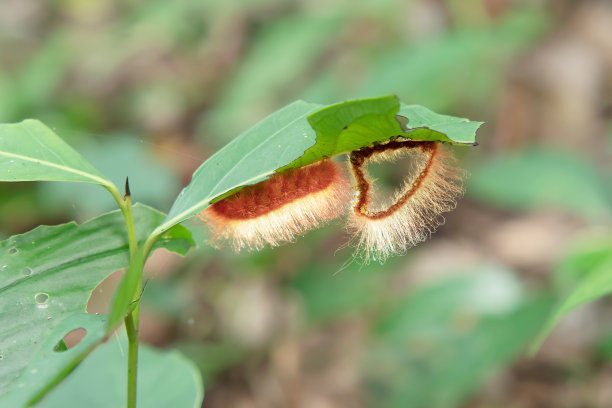 虫子，红色的皮毛长在绿色的叶子上图片下载