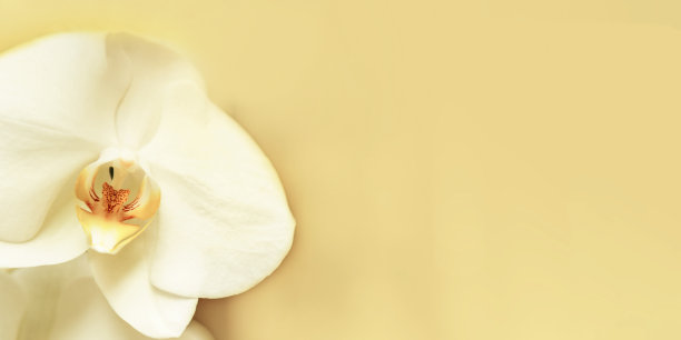 白花兰花在柔和的米色背景。最小的花卉自然旗帜，copyspace。春夏潮流度假概念。绽放鲜花，精致旗帜为假日背景为内容图片下载