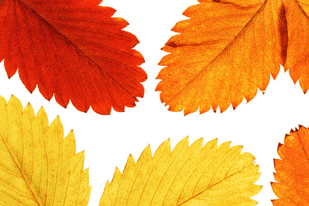 密切秋季草莓叶与自然纹理孤立在白色背景。自然多彩的秋叶，装饰元素，秋叶的宏观照片。季节性落叶图片下载