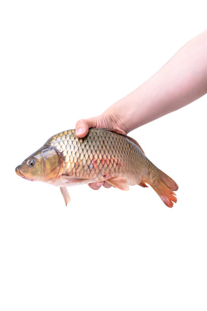 一个人的手握着一条大鲤鱼图片下载