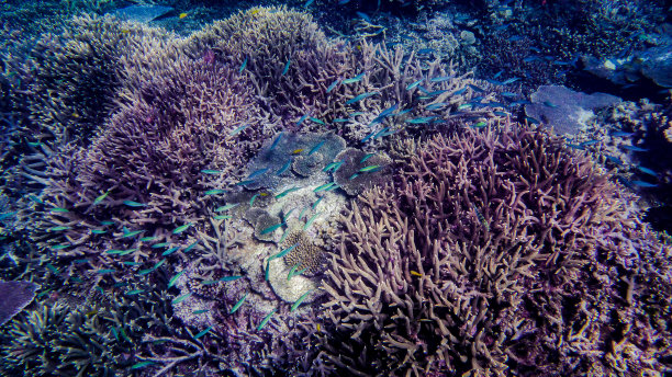 蓝色的鱼图片下载