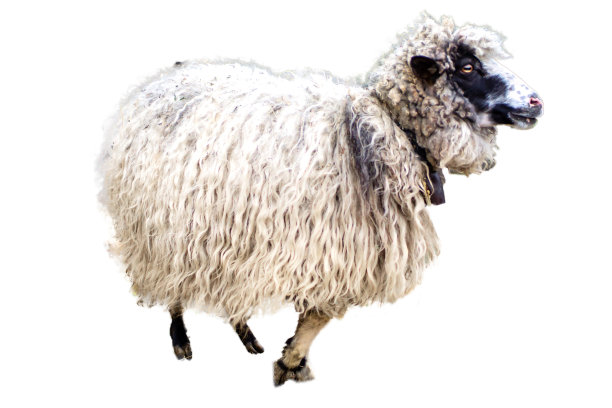 喀尔巴阡山脉绵羊繁殖。成年绵羊，白色，黑色的口鼻，森林背景的肖像。长发羊毛。隔离图片下载
