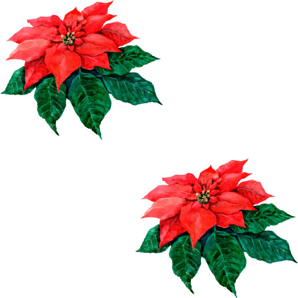 冬天鲜艳的一品红花。圣诞红星绿叶。喜庆新年无缝图案。手绘水彩插图白色背景包装，纺织品，织物，包装纸。图片下载