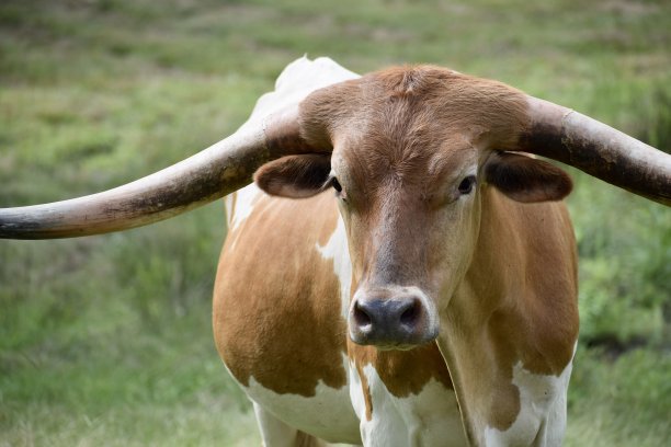 长角十八世图片下载