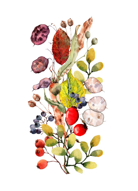秋天的花楸，椴树种子，月桂，五颜六色的叶子。明亮的垂直装饰花束。手绘水彩插图孤立在白色背景卡片，邀请，横幅，海报。图片下载