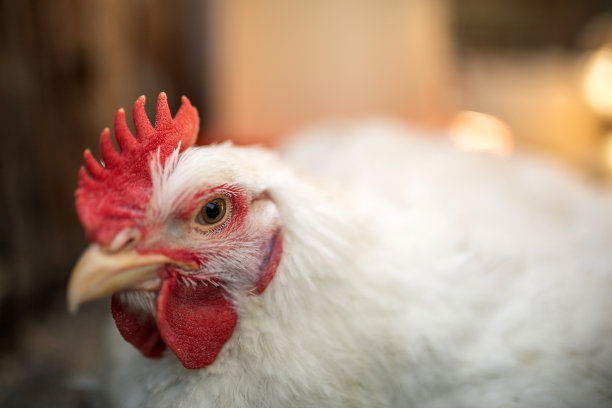 一头白色的肉鸡公鸡。红色的梳子。农业、畜牧业图片下载