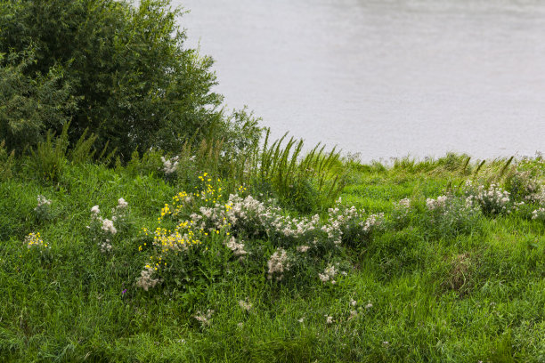 背景在一个夏天的观点河岸杂草丛生。图片下载