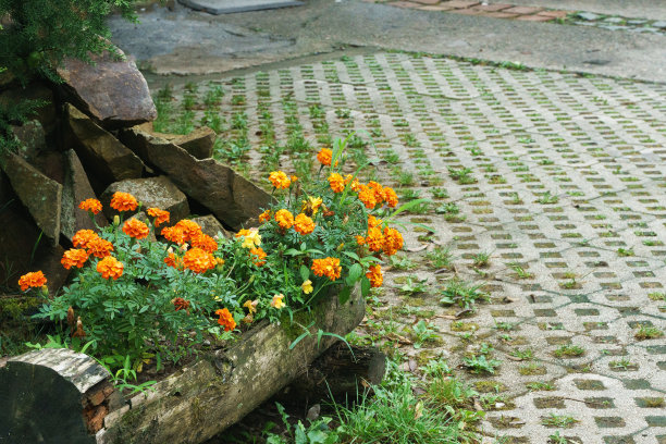 院子里花盆里的万寿菊图片下载