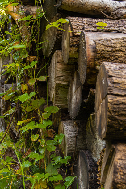 在高山森林里，松木躺在地上图片下载