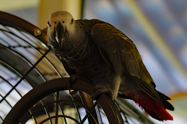 一只宠物非洲灰鹦鹉坐在他的笼子上图片下载