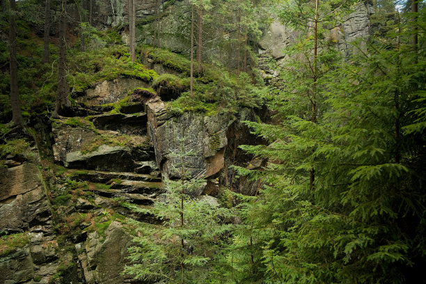 树木生长在石山上。山中有雾，岩石有树，森林有雾。图片下载