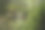 树木生长在石山上。山中有雾，岩石有树，森林有雾。图片下载