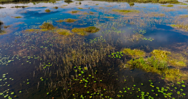 佛罗里达大沼泽地的低空无人机视图图片下载
