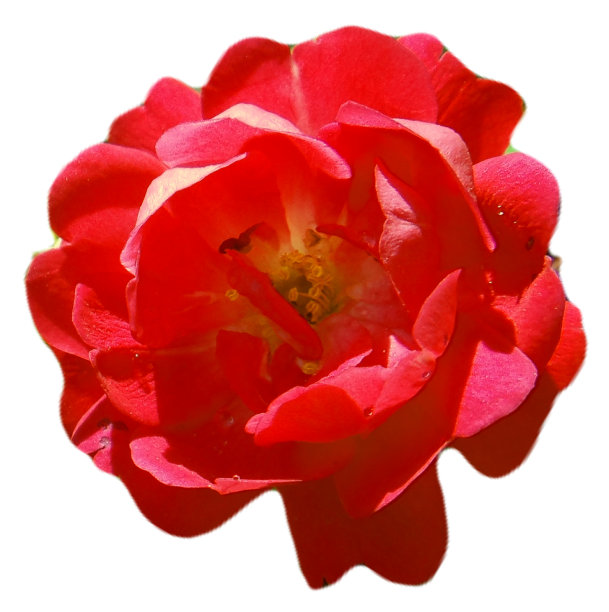 白色表面上的粉红玫瑰。图片下载