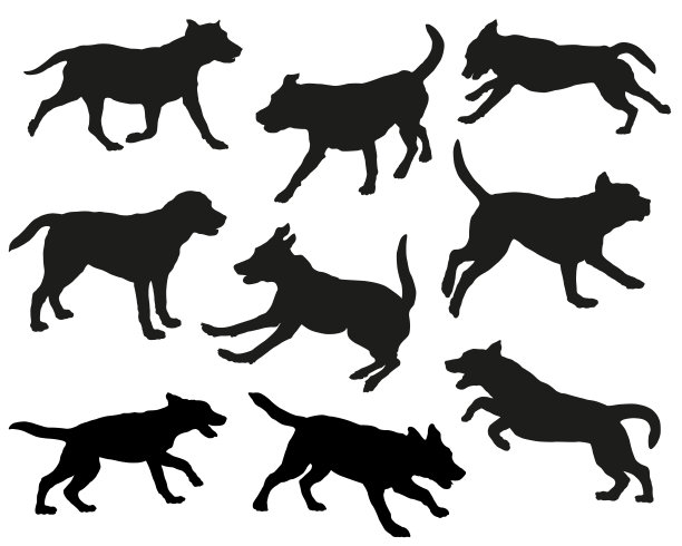 一群拉布拉多猎犬在不同的姿势。狗的剪影。奔跑，站立，嗅探，跳跃的狗。孤立在白色背景上。宠物的动物。图片下载