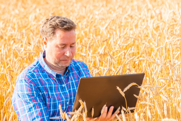 农民农学家在麦田里用笔记本电脑工作，分析天气预报对收成的影响。漂亮的夏天lanscape。图片下载