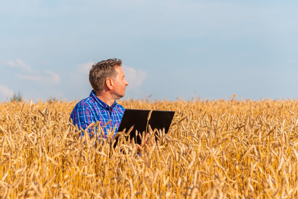 农民农学家在麦田里用笔记本电脑工作，分析天气预报对收成的影响。漂亮的夏天lanscape。图片下载