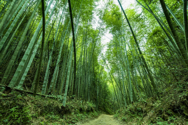 中国公园里的翠竹林图片下载