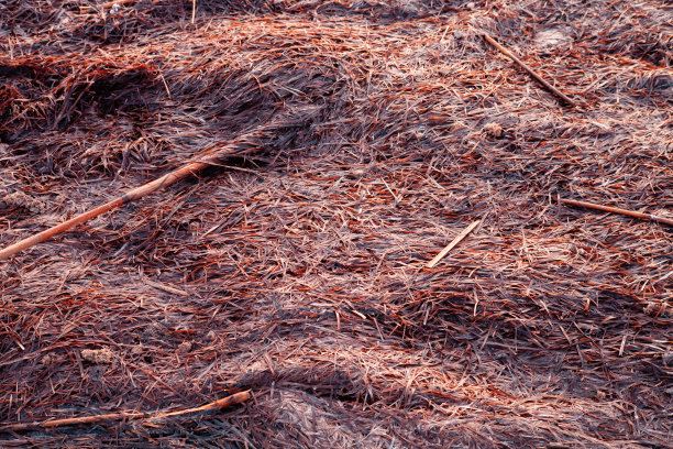 海边的干海藻图片下载