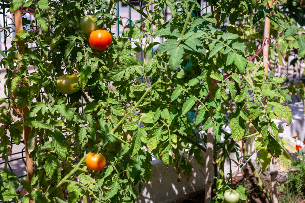 在菜园的藤蔓上种植成熟的红番茄。有机农业，健康食品，回归自然理念。图片下载