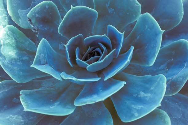 俯瞰一个蓝绿色的仙人掌。蒂尔仙人掌的叶子。图片下载