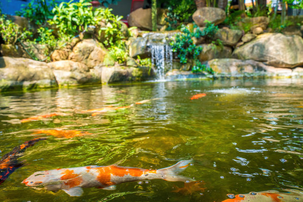 日式花园瀑布。郁郁葱葱的绿色热带锦鲤池塘瀑布从每一边。图片下载