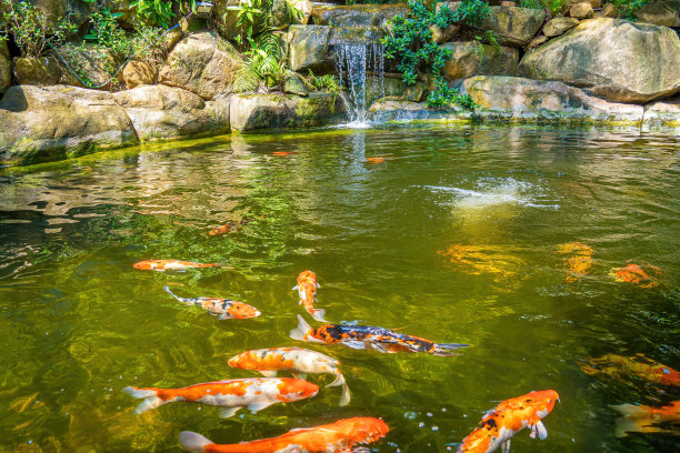 日式花园瀑布。郁郁葱葱的绿色热带锦鲤池塘瀑布从每一边。图片下载