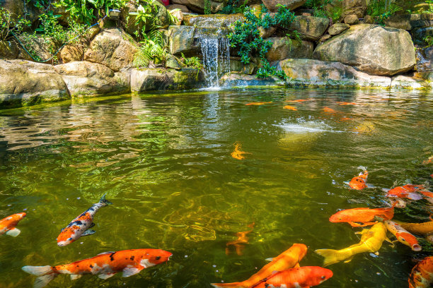 日式花园瀑布。郁郁葱葱的绿色热带锦鲤池塘瀑布从每一边。图片下载