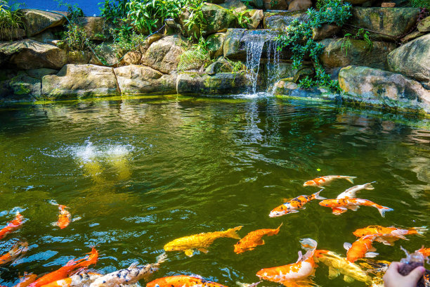日式花园瀑布。郁郁葱葱的绿色热带锦鲤池塘瀑布从每一边。图片下载